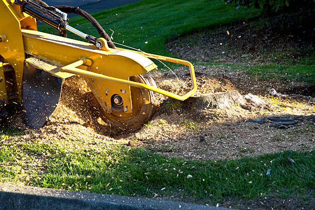 Best Lawn Dethatching  in USA